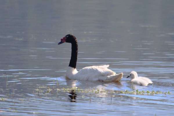 IMG_5239_Cisne-cuello-negro_HN