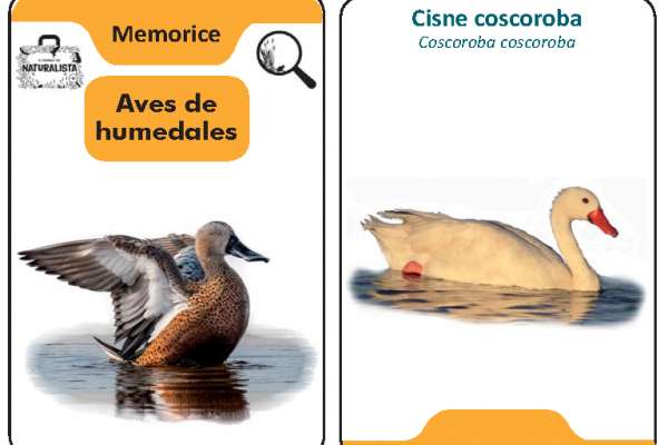 Memorice aves acuaticas